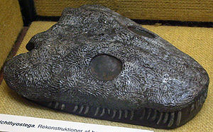 Rekonstruktion des Schädels von Ichthyostega im Geologischen Museum von Kopenhagen