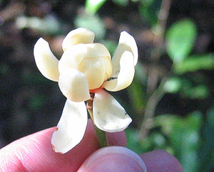 Idiospermum australiense