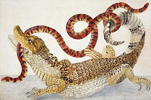 „Krokodilkaiman und Korallenrollschlange.“ Kolorierter Kupferstich von Maria Sibylla Merian aus Metamorphosis insectorum Surinamensium, Bildtafel LXX.
