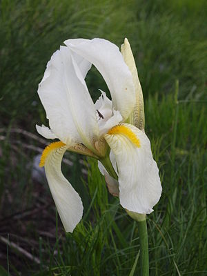 Orjen Iris (Iris orjenii)