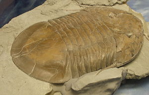 Isotelus brachycephalus im Naturhistorischen Museum in Mailand