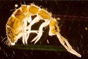 Springschwanz (Isotoma anglicana), etwa 40fach vergrößert. Unter dem Hinterleib sind Ventraltubus (zwischen den Beinen) und Furca sichtbar.