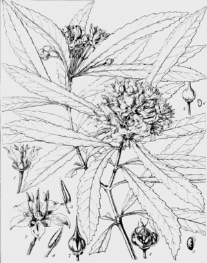 Ixerba brexioides aus Hookers Icones Plantarum