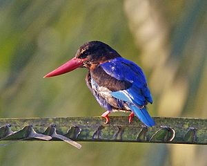 Javan Kingfisher (Halcyon cyanoventris).jpg