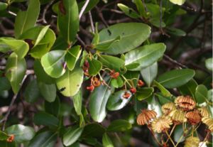 Blätter und Früchte des Quallenbaumes (Medusagyne oppositifolia).