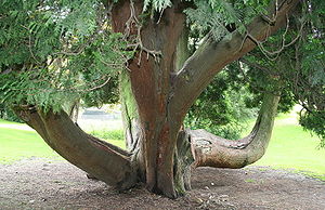 Riesen-Lebensbaum (Thuja plicata), Stamm und schuppenförmige Blätter