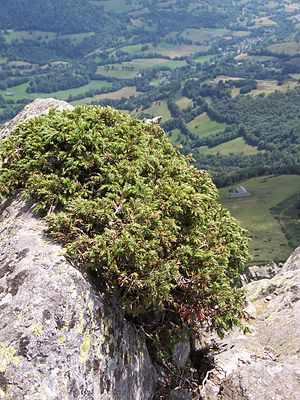 Alpen-Wacholder (Juniperus communis var. saxatilis) auf dem Gipfel des Puy Griou im französischen Zentralmassiv
