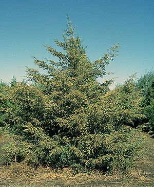 Virginischer Wacholder (Juniperus virginiana), Habitus und Habitat.