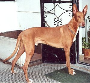 Pharaonenhund