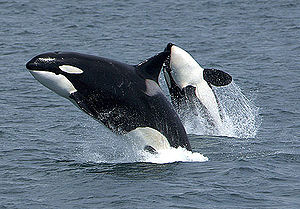Springende Orcas