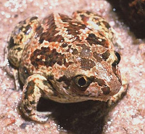 Knoblauchkröte (Pelobates fuscus)
