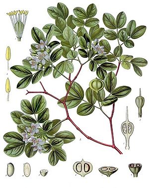 Guajak-Baum (Guajacum officinale), Illustration