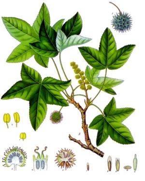 Orientalischer Amberbaum (Liquidambar orientalis)