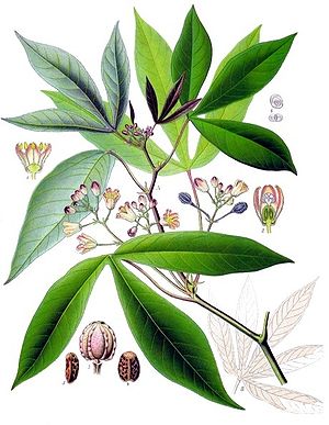Maniok (Manihot esculenta), Illustration aus „Köhler's Medizinal-Pflanzen“