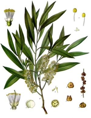Melaleuca leucadendra, Illustration