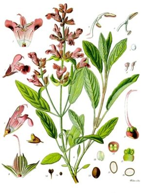 Heilsalbei (Salvia officinalis)