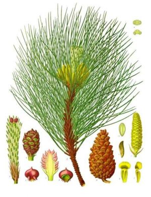 Schwarzkiefer (Pinus nigra), Illustration