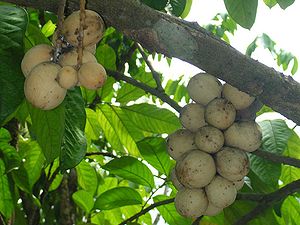 Lansibaum (Lansium domesticum) auf den Philippinen