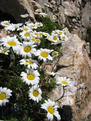 Gewöhnliche Alpenmargerite (Leucanthemopsis alpina)