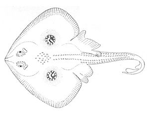 Leucoraja naevus from Oceanic Ichthyology (1895).jpg