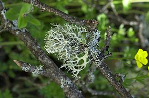 Eichenmoos (Evernia prunastri)