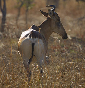 Lichtenstein-Antilope (Alcelaphus lichtensteinii)