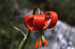 Seealpen-Lilie (Lilium pomponium) - Blüte