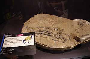 Das Holotyp-Skelett von Limusaurus, ausgestellt in Tokio.