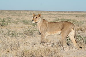 Löwin (Panthera leo)