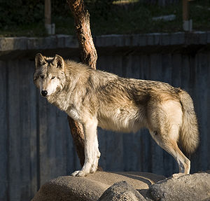 Mackenzie-Wolf (Canis lupus occidentalis)