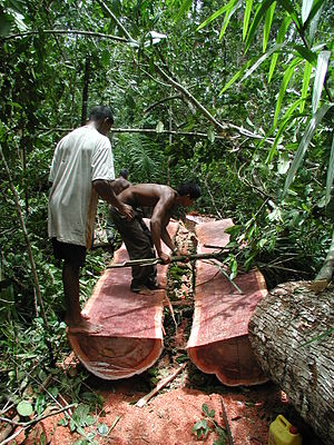Holzeinschlag, Balatabaum (Manilkara bidentata)