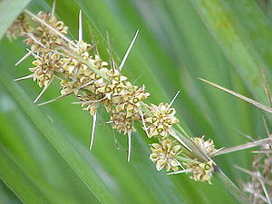 Lomandra filiformis, Blütenstand