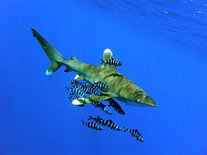 Weißspitzen-Hochseehai (Carcharhinus longimanus), begleitet von Lotsenfischen (Naucrates ductor)