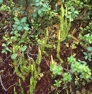 Schlangen-Bärlapp (Lycopodium annotinum)