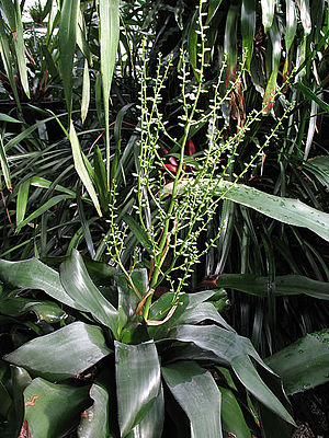 Lymania alvimii, Habitus und Blütenstand