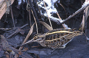 Zwergschnepfe (Lymnocryptes minimus)