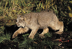 Luchs (Lynx canadensis)