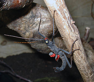 Männchen der Samtschrecke (Peruphasma schultei)