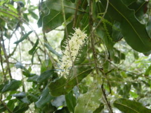 Macadamia ternifolia, Blütenstand mit weißen Blüten.