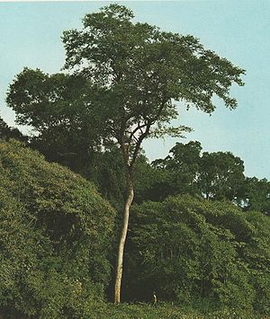 Färbermaulbeerbaum (Maclura tinctoria)