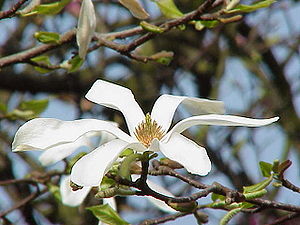Kobushi-Magnolie (Magnolia kobus 'Borealis')