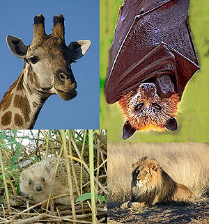 Giraffe, Goldkronen-Flughund, Braunbrustigel und Löwe gehören alle zu den Laurasiatheria