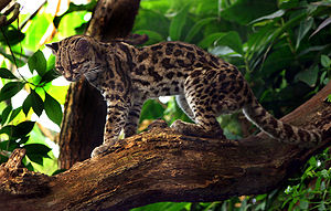 Langschwanzkatze (Leopardus wiedii)