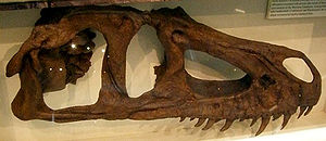 Schädel eines Marshosaurus im Carnegie Museum of Natural History, Pittsburgh