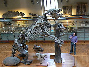 Skelett von Megatherium americanum im Naturhistorischen Museum, Paris