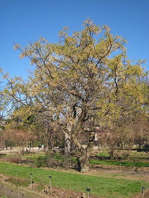 Zedrachbaum (Melia azedarach)