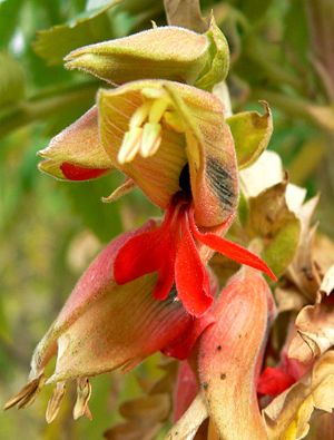 Melianthus comosus, zygomorphe Blüten