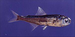 Schlankschwänziger Laternenfisch (Myctophum punctatum)