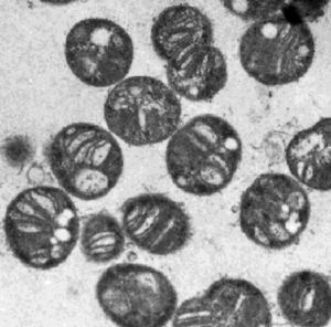 Mikroskopische Aufnahme von Methylococcus capsulatus