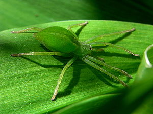 Grüne Huschspinne (Micrommata virescens), Weibchen
